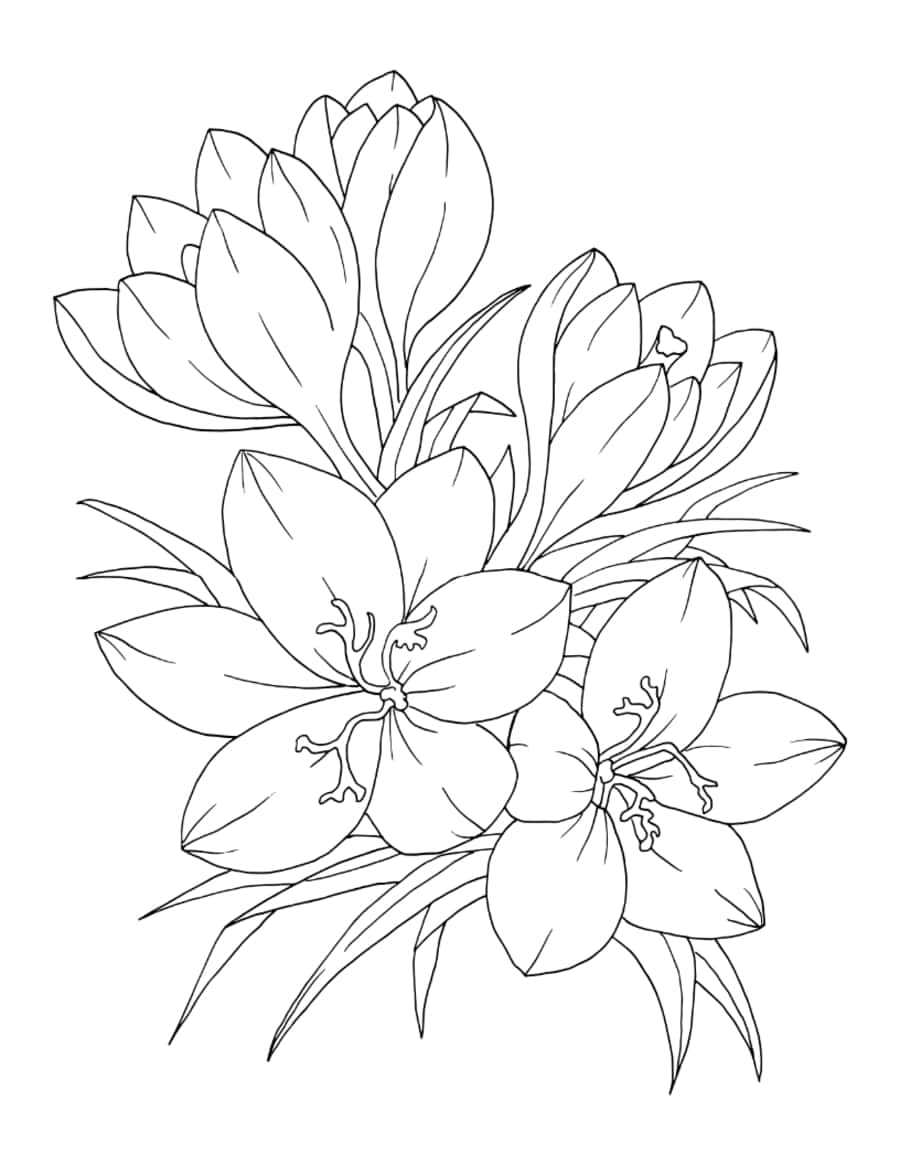 Flower Botanical Crocus Coloring Pages Pdf Free Vectors